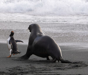 Gentoo penguin running away down the beach from a big Hooker's sea lion