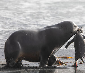 A hooker's sea lion holding a gentoo penguin with it's mouth by the scruff of it's neck on the beach