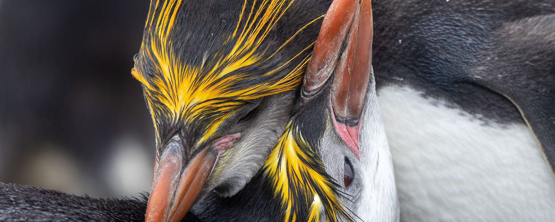 Two royal penguins embracing in a hug with their heads