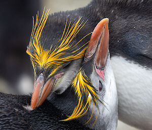 Two royal penguins embracing in a hug with their heads