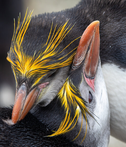 Two royal penguins embracing in a hug with their heads