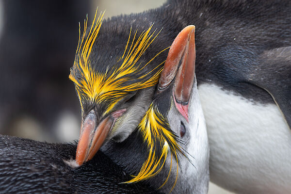 Two royal penguins embracing in a hug with their heads