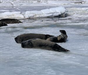 Weddell seal pups lying on the ice