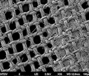 electron micrograph of singe-celled plants in silk mesh