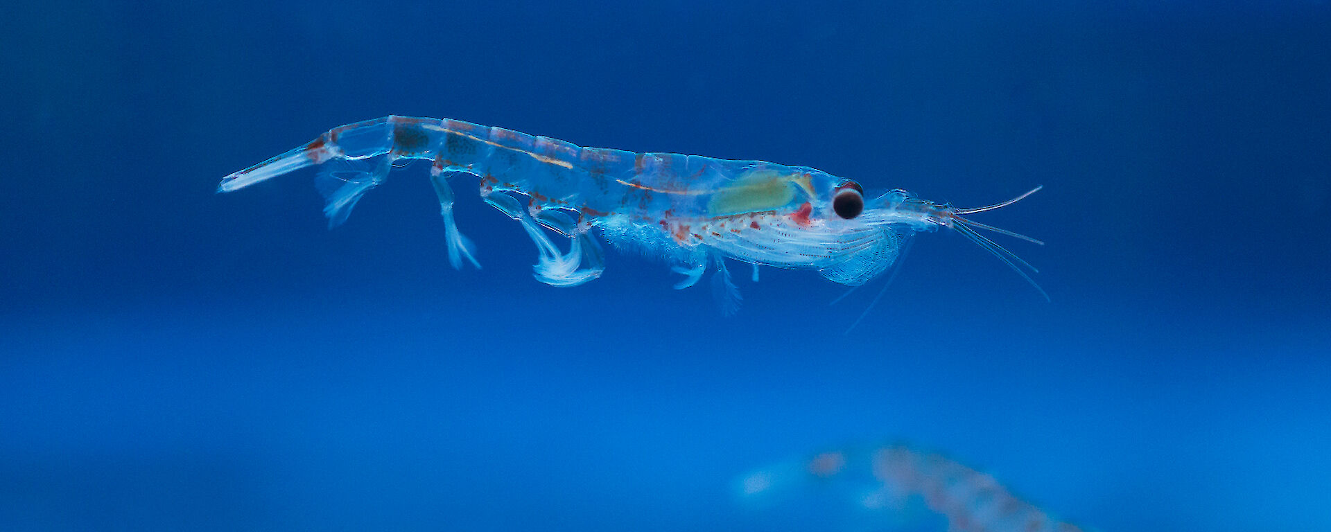 Krill swimming