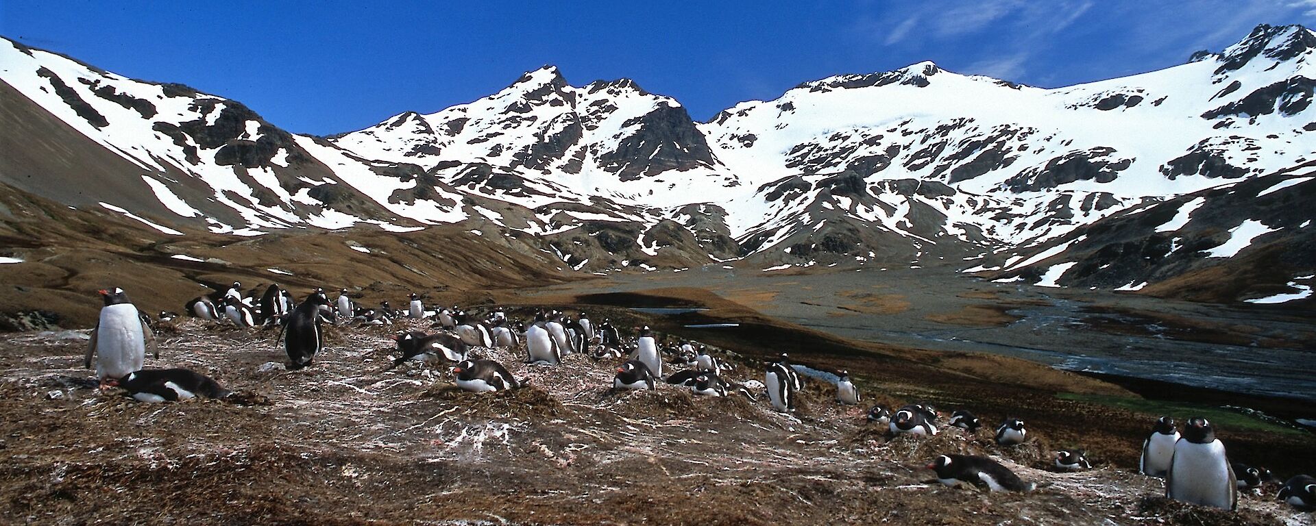 Snow capped mountains of South Georgia with gentoo penguin colony in foreground