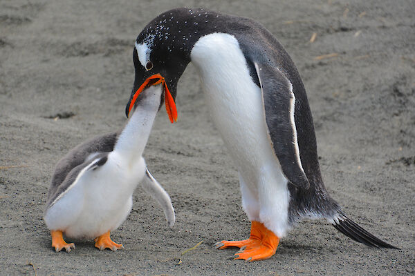 penguin feeds chick