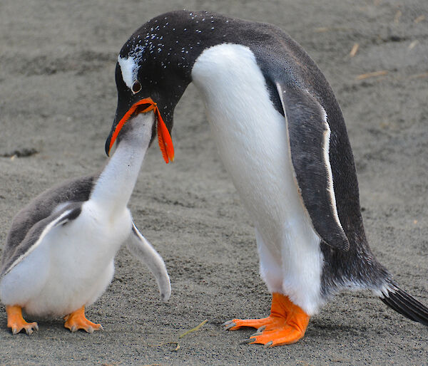 penguin feeds chick