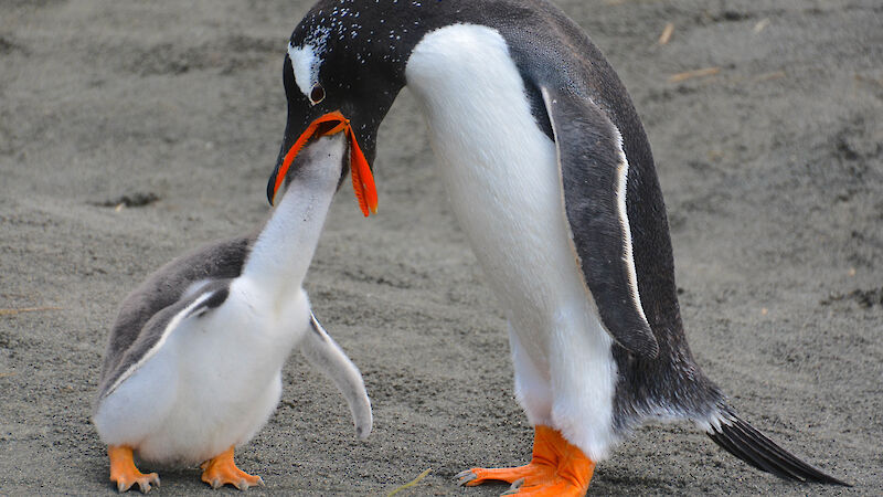 penguin feeds chick