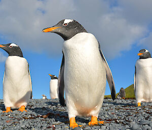 Gentoo penguins