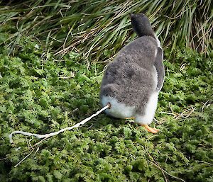 penguin defecating