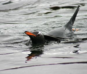 penguin swimming