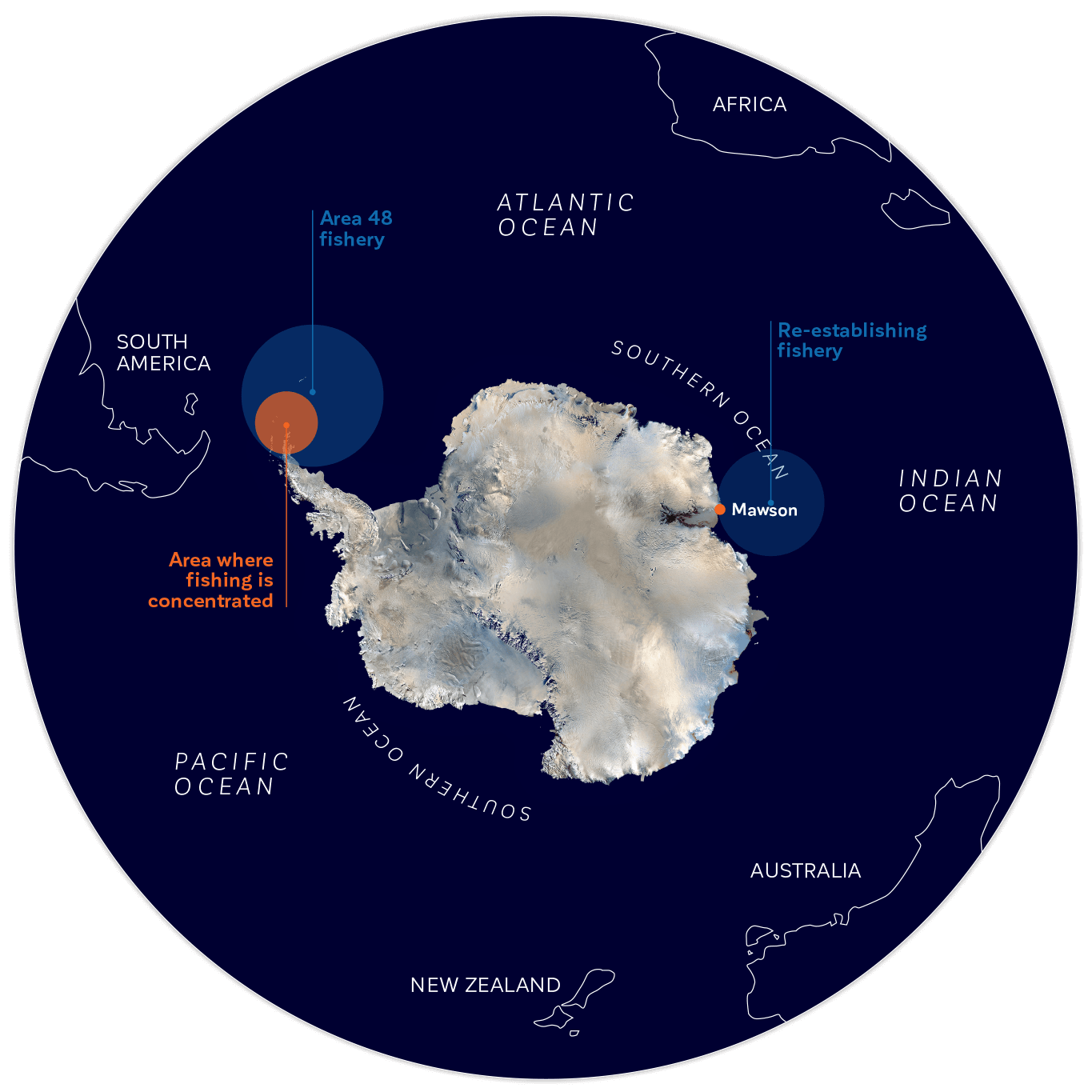 Antarctic Krill Swarm