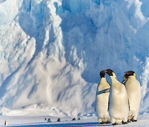 3 emperor penguins in the foreground with a huge iceberg as a backdrop