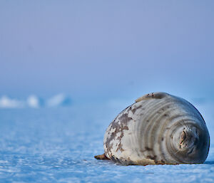 A fat Weddell seal lying facing camera on the ice sleeping