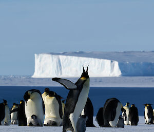 A penguin among the rookery with its chick on its feet.  Flippers out and beak raised to the sky calling out.  Icebergs on the horizon.