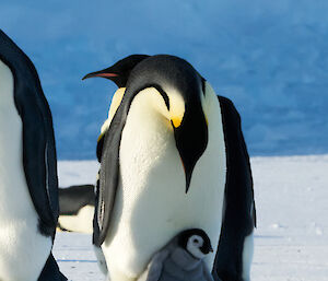 An emperor penguin looks down towards the chick sitting on its feet