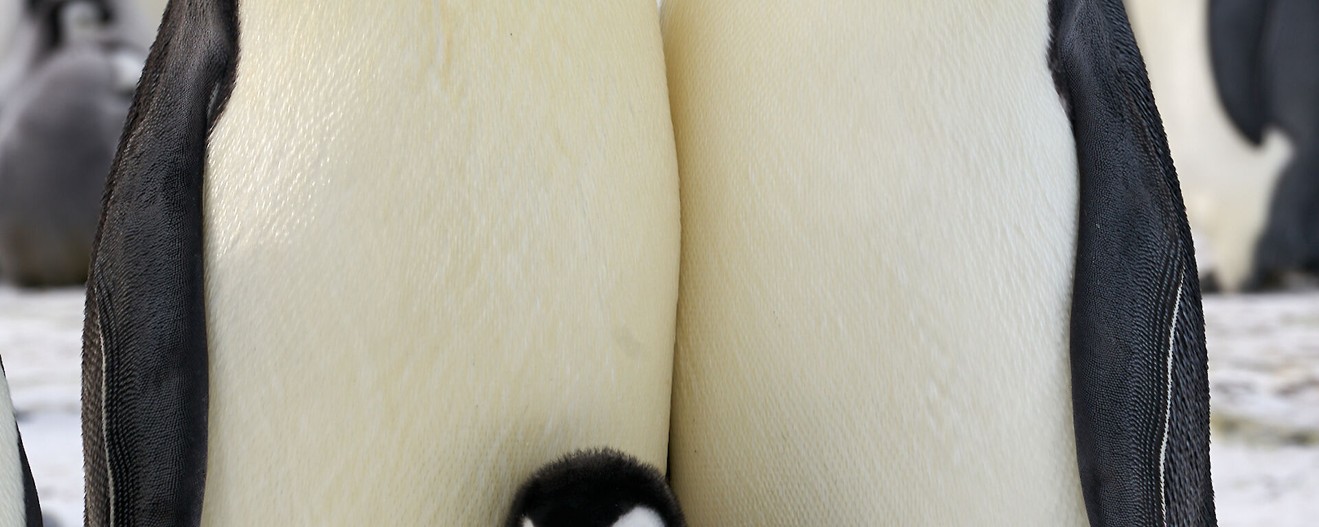 Two emperor penguins stand chest to chest, both with chicks on their feet.