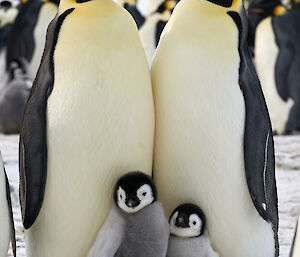 Two emperor penguins stand chest to chest, both with chicks on their feet.