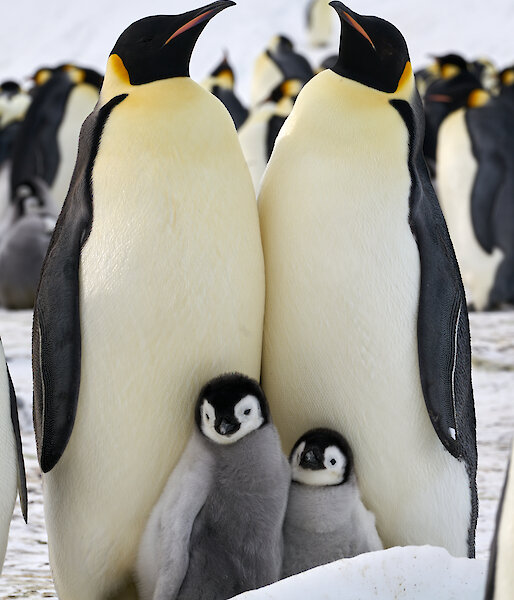 Two emperor penguins stand chest to chest, both with chicks on their feet.