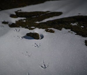 Bird footprints in the snow