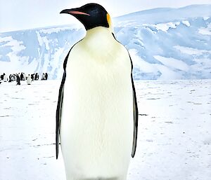 Emperor penguin standing up close to the camera