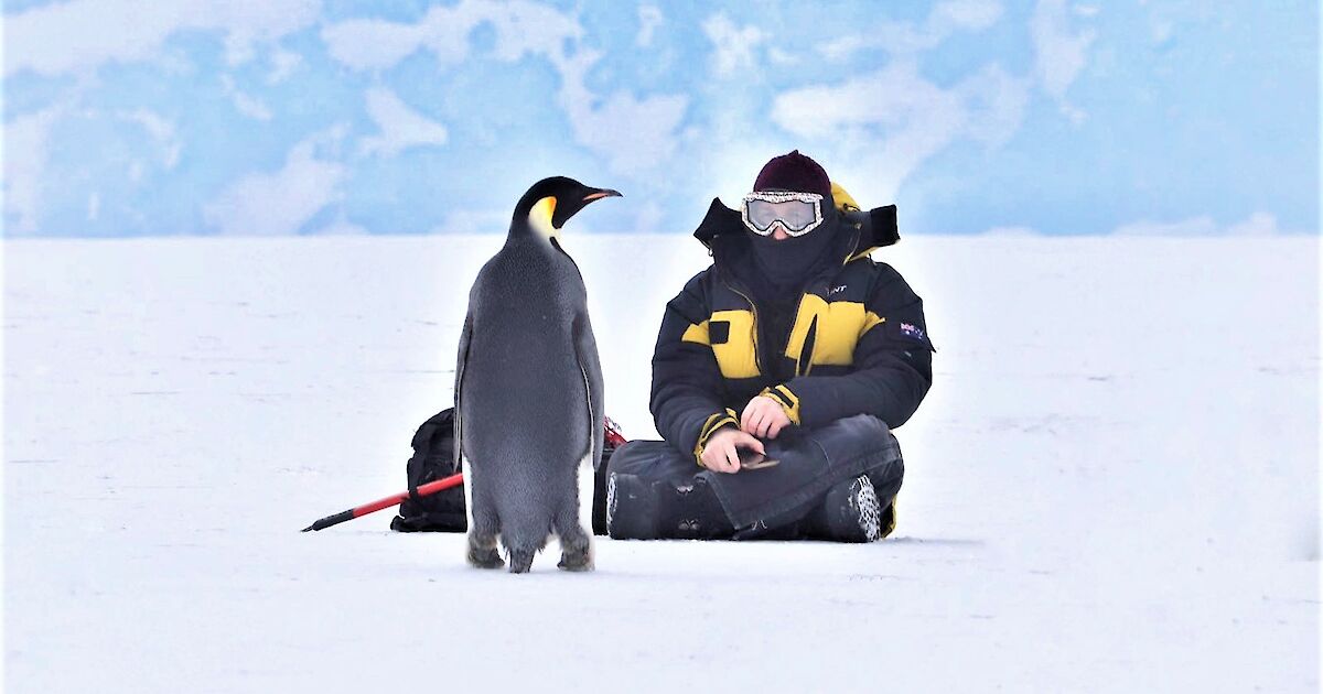 ‘Hi buddy’ the story of one emperor penguin and an Antarctic expeditioner Australian