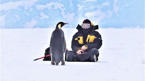 Man sits on the ice with emperor penguin