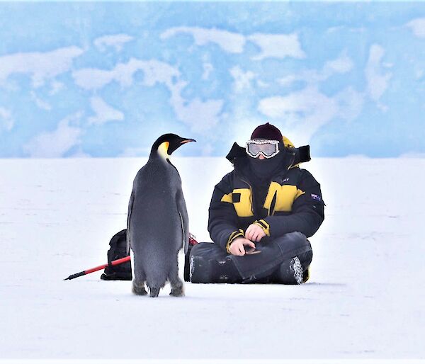 Man sits on the ice with emperor penguin