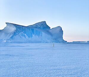 Distant penguin