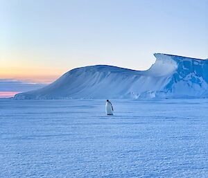 Distant penguin on ice