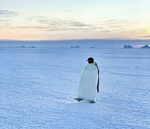 Penguin walks towards photographer