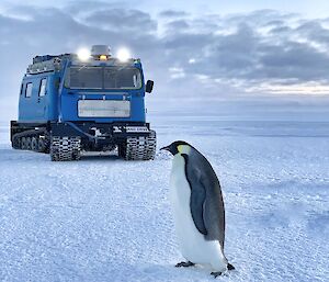 Penguin with Hägglunds snow tractor