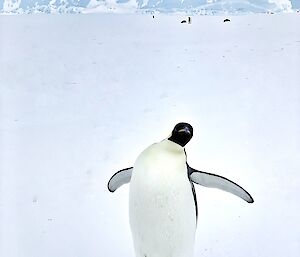 Emperor penguin standing close to the camera