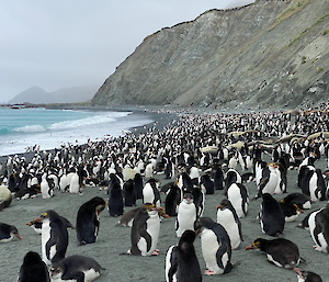Thousands of royal penguins on the beach