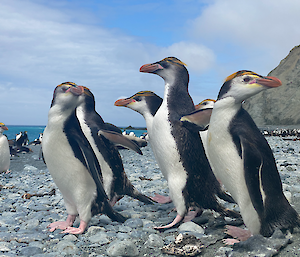 Some royal penguins on the pebbley beach