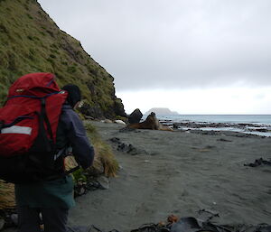 Curly walking the beach back to station along the beach with a large backpack on