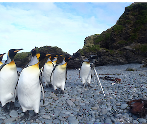 A small group of king penguins gathered round a camera tripod on the pebble beach