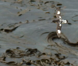 Cape petrel in flight over the sea kelp