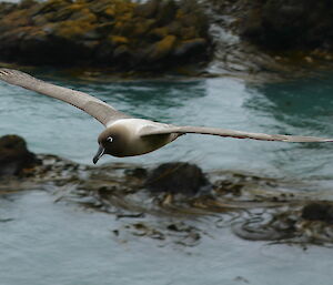 Sootya lbatross flying with wings out