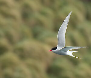 Tern flying