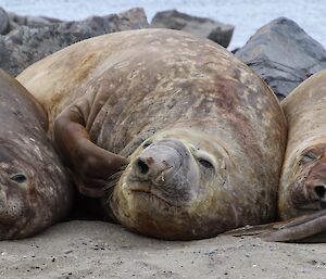 Three Elephant seals lying next to each other on the beach.  The middle seal is scratching his face with his flipper.