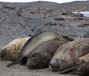 Elephant seals squished together in a row lying on the beach