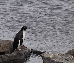 An Adelie penguin on a rock by the sea shore