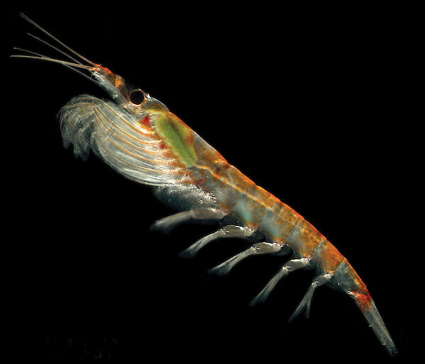 A single Antarctic krill against a black background