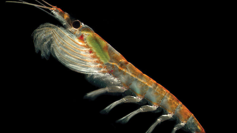 A single Antarctic krill against a black background