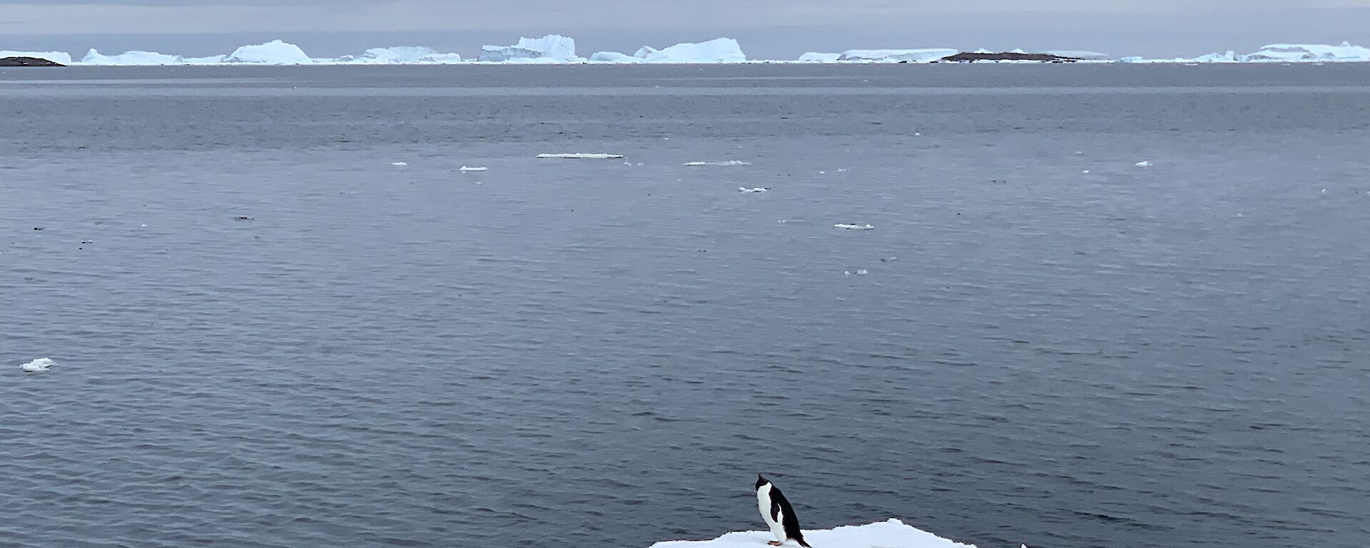 Penguin standing on a small berg