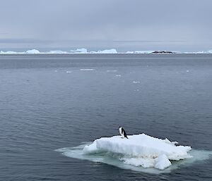 Penguin standing on a small berg