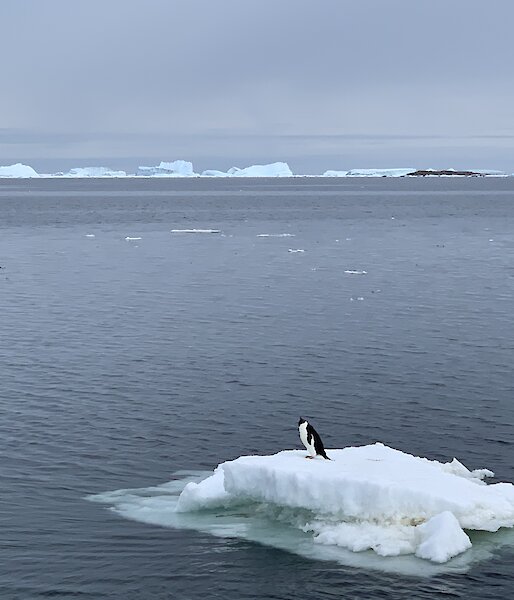 Penguin standing on a small berg