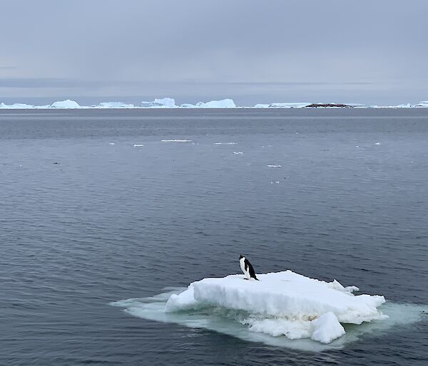 Penguin standing on a small berg